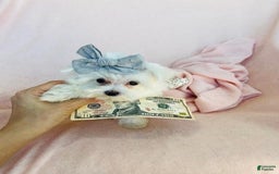 Maltese dogs for sale: Melber - Image 2