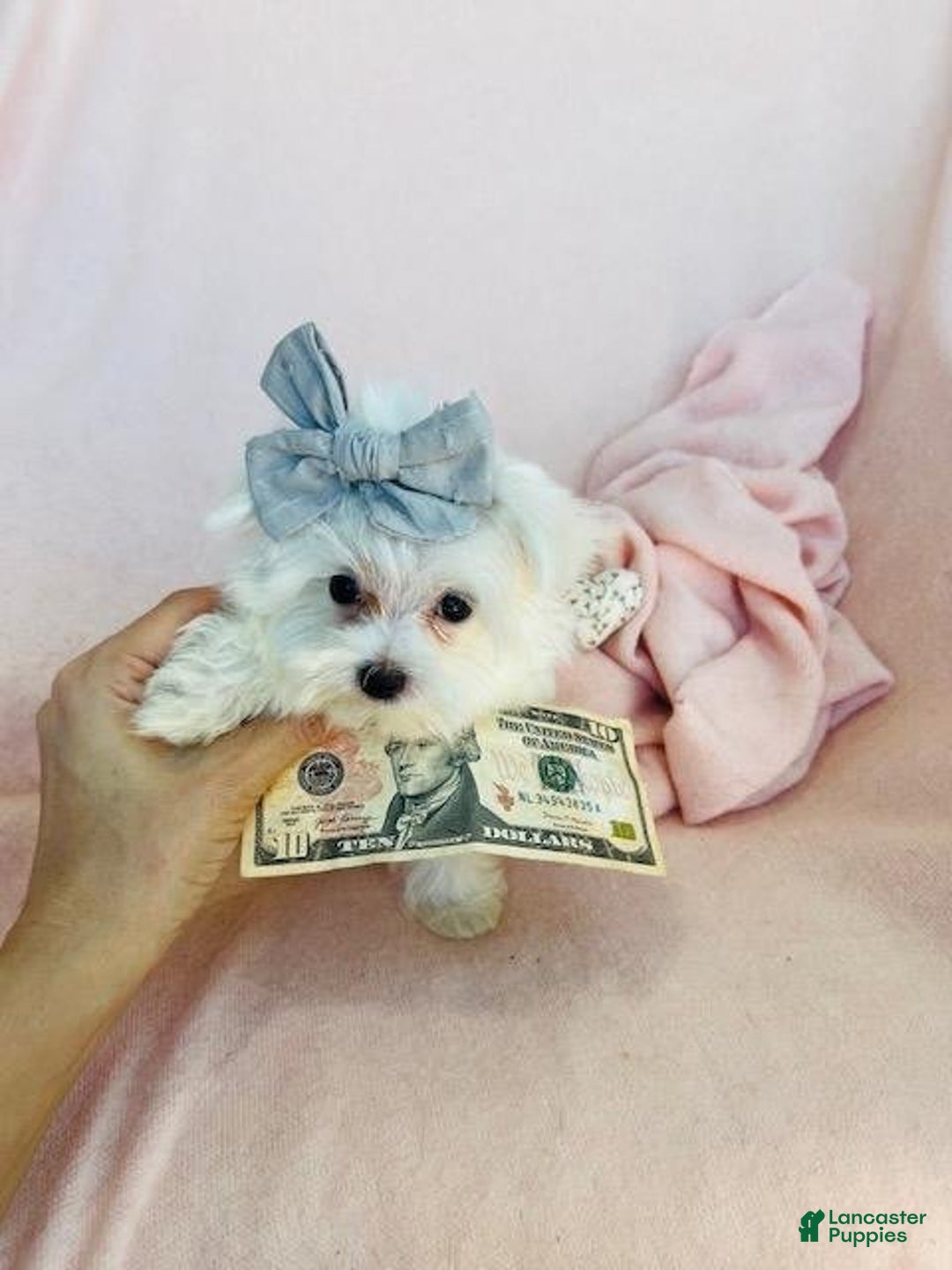 Maltese dogs for sale: Melber - Image 2