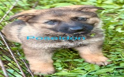 German Shepherd dogs for sale: Poseidon - Image 2
