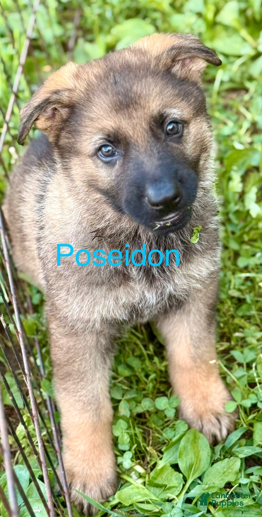 German Shepherd dogs for sale: Poseidon - Image 2