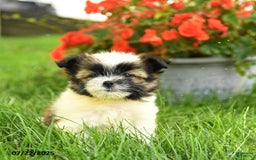 Pomeranian dogs for sale: Opal - Image 2