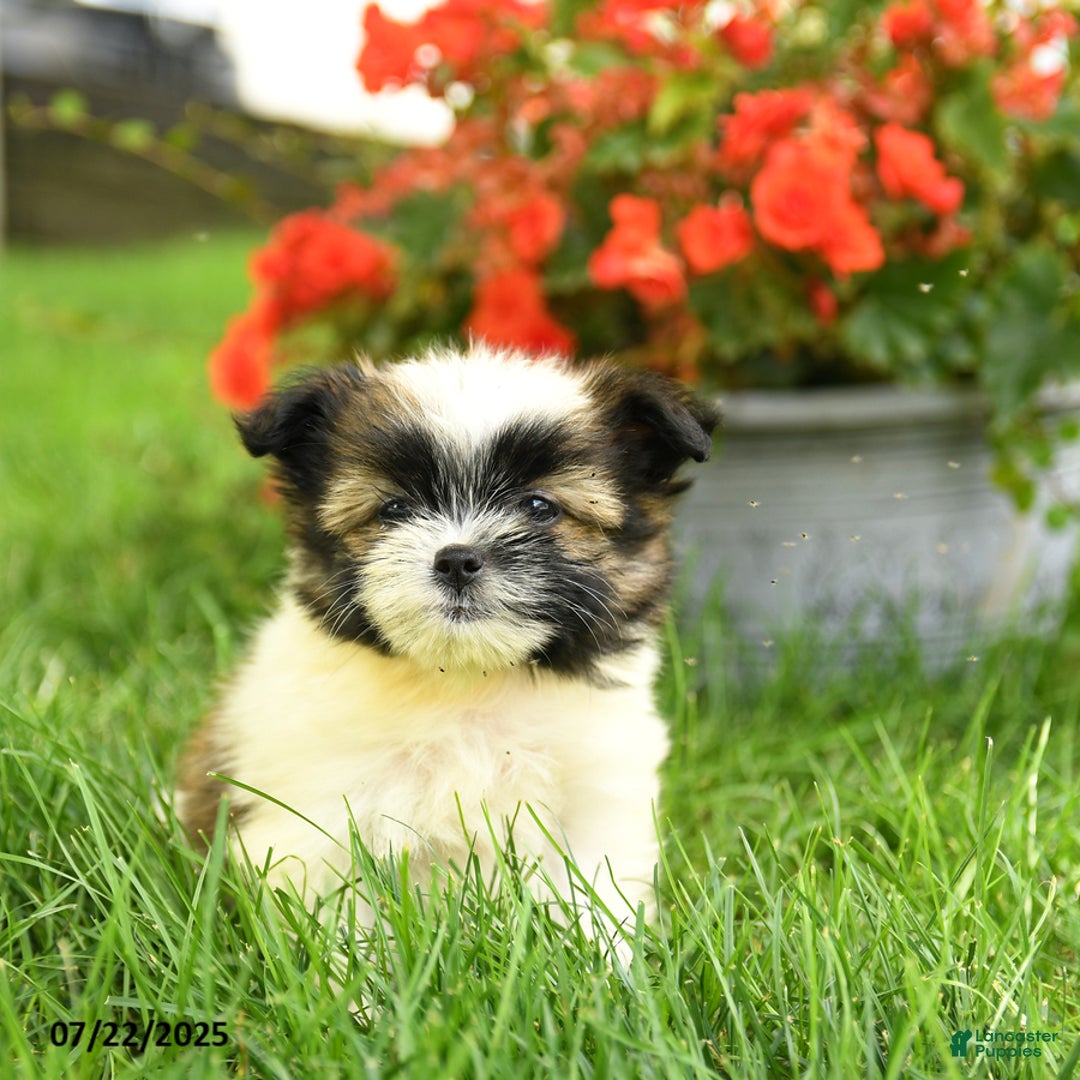 Pomeranian dogs for sale: Opal - Image 2