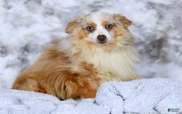  dogs for sale: Sandy - Image 11