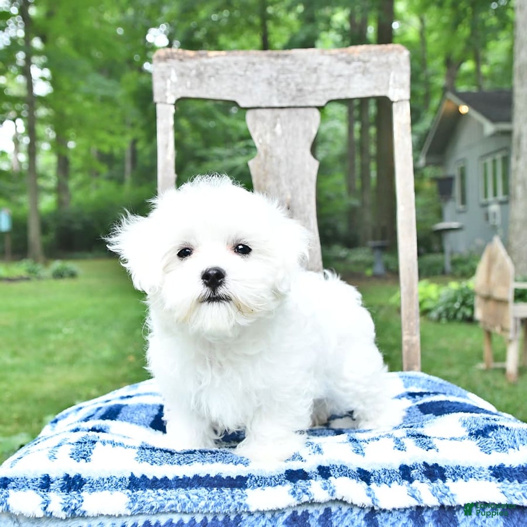 Maltese dogs for sale: Dakota - Image 6