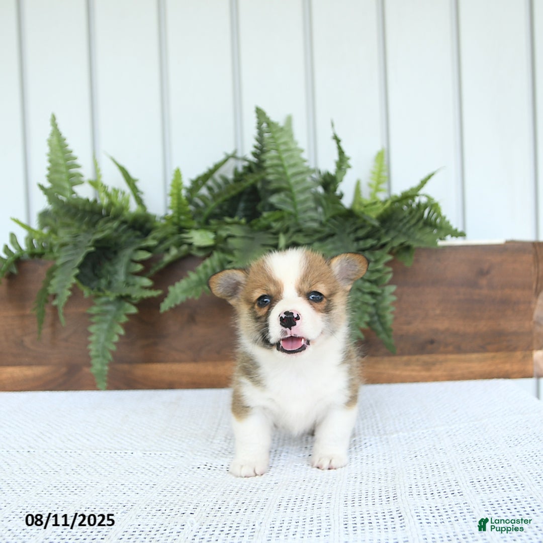 Welsh Corgi Pembroke dogs for sale: Maverick - Image 2