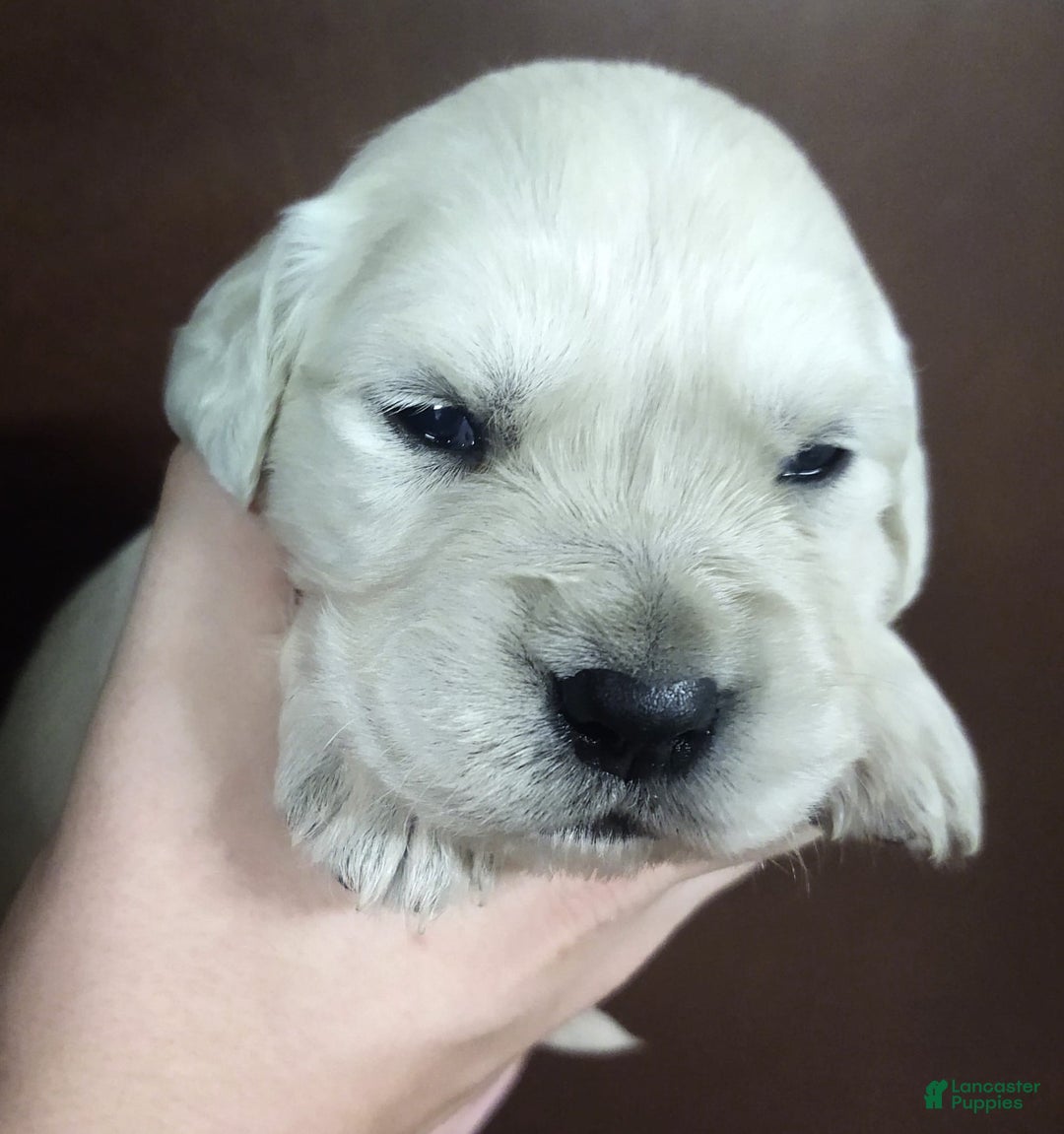 Golden Retriever dogs for sale: Bobby - Image 1