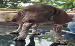 German Shorthaired Pointer dogs for sale: Dixie - Image 6