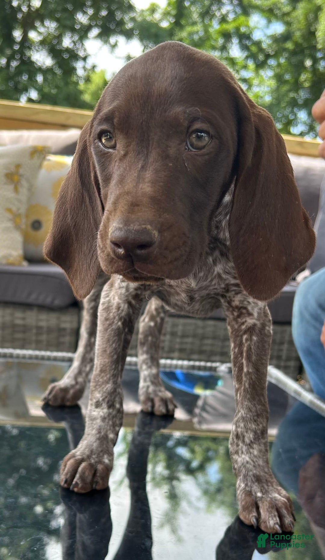 German Shorthaired Pointer dogs for sale: Dixie - Image 6