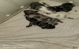 Catahoula Leopard Dog dogs for sale: Duchess 2025 - Image 1