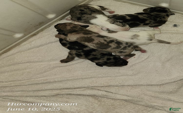 Catahoula Leopard Dog dogs for sale - Ad 4