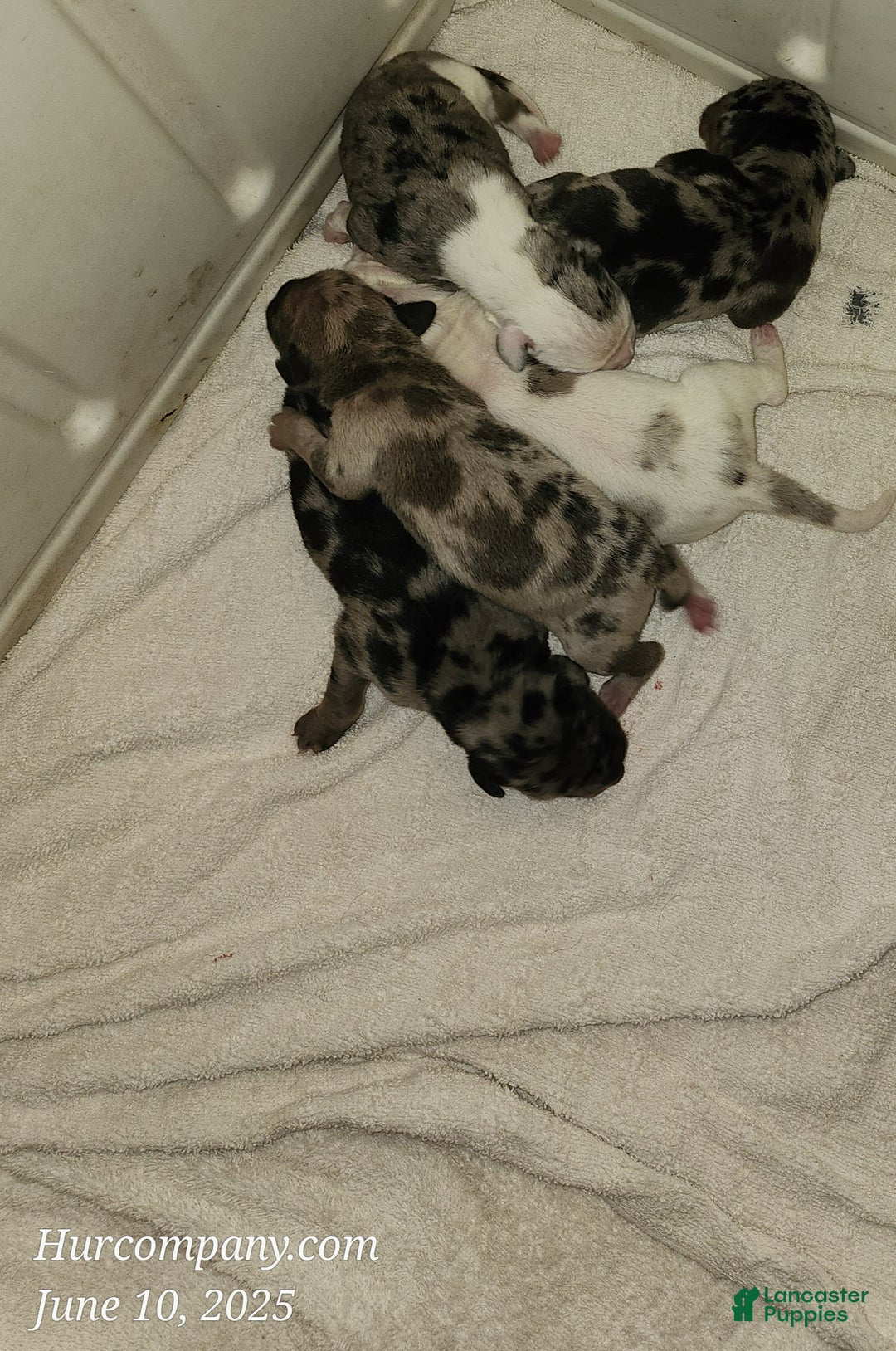 Catahoula Leopard Dog dogs for sale: Duchess 2025 - Image 1
