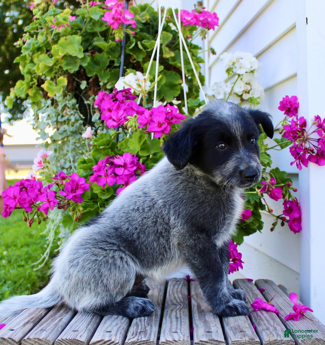 Australian Cattle Dog dogs for sale: Buster - Image 6