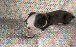 Boston Terrier dogs for sale: Doby - Image 3