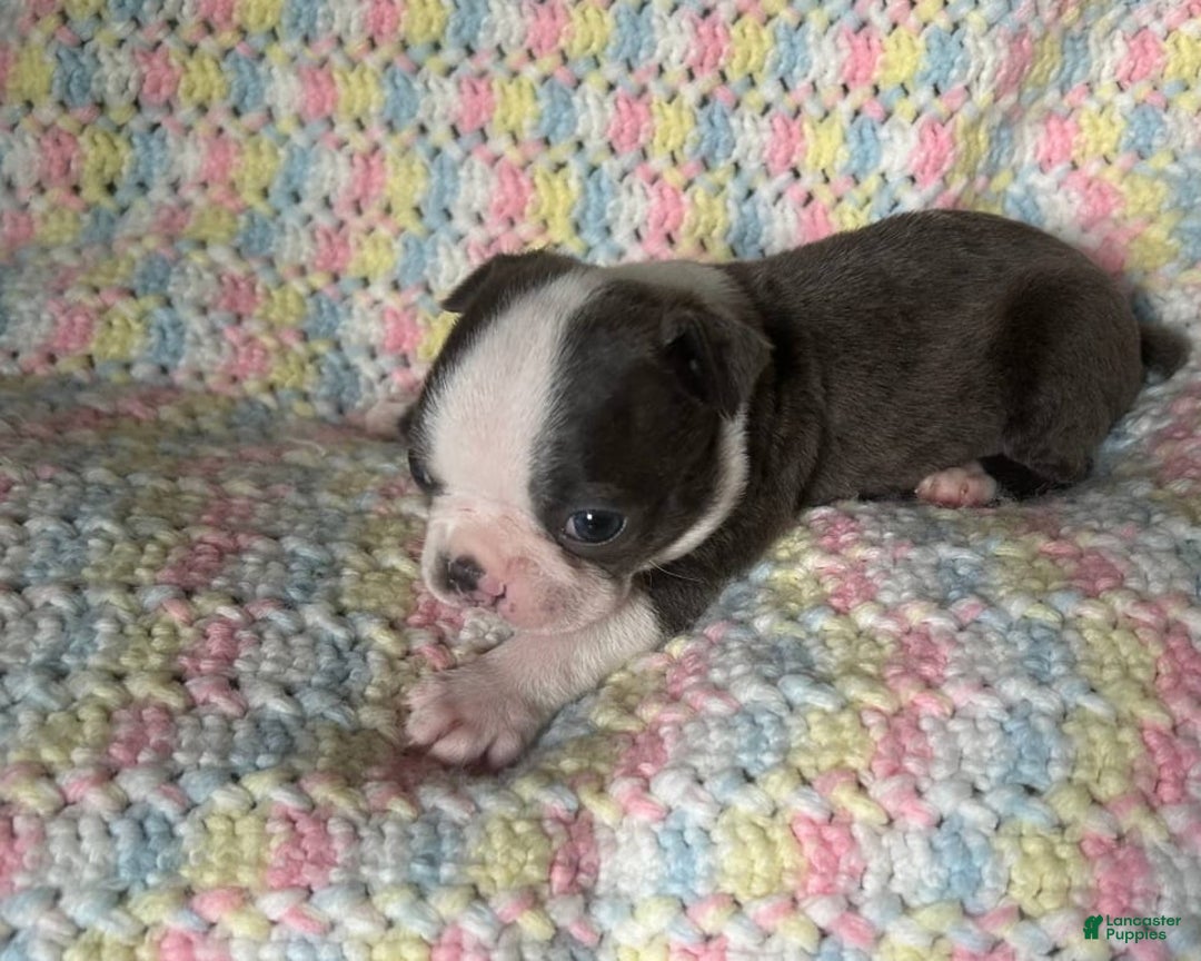 Boston Terrier dogs for sale: Doby - Image 3