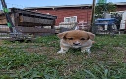 Welsh Corgi Pembroke dogs for sale: Redwhitefemale - Image 8