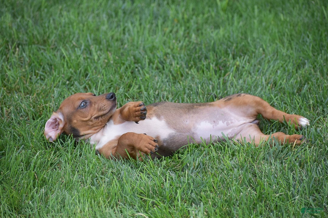 Dachshund dogs for sale: Wrenna - Image 9
