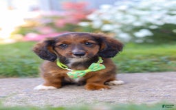 Dachshund dogs for sale: Buddy - Image 3