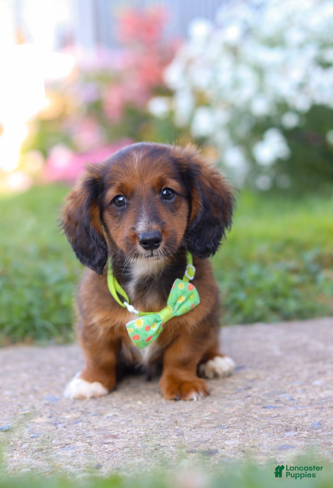 Dachshund dogs for sale: Buddy - Image 3