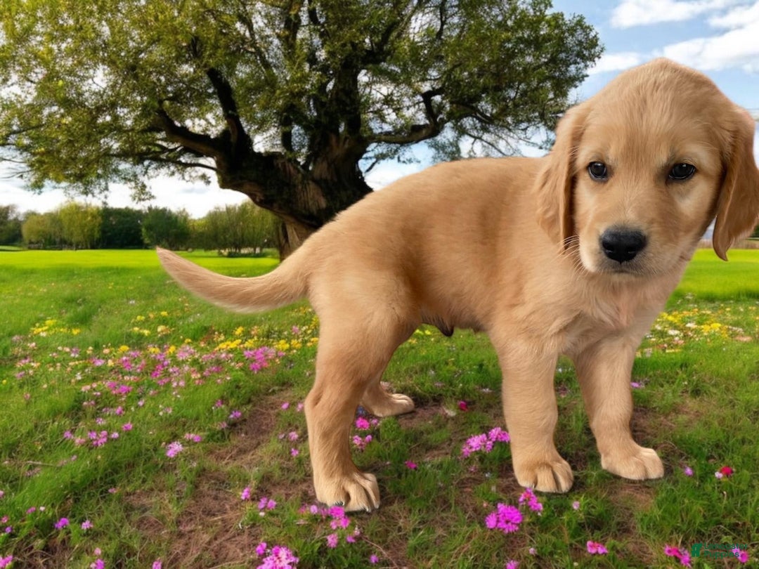 Golden Retriever dogs for sale: Sammy - Image 8