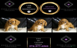 Cavalier King Charles Spaniel dogs for sale: Napa - Image 1