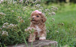 Havapoo dogs for sale: Tabby - Image 3