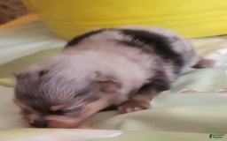Pomeranian dogs for sale: Buzz - Image 5