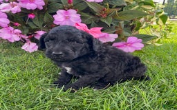 Standard Poodle dogs for sale: Rosebud - Image 1