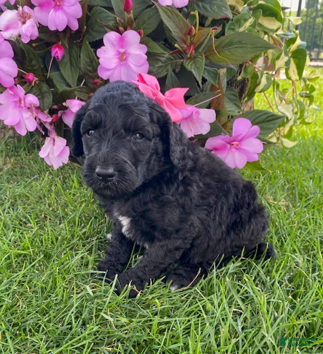 Standard Poodle dogs for sale: Rosebud - Image 1