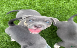 American Bully dogs for sale: Daisy - Image 1
