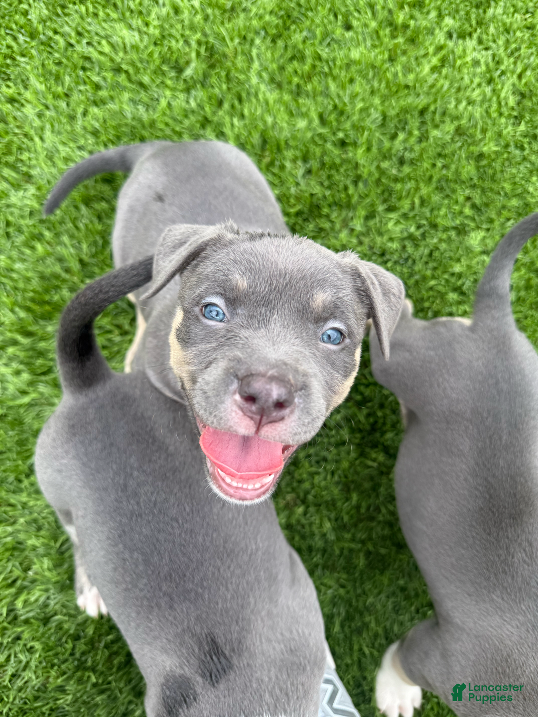 American Bully dogs for sale: Daisy - Image 1