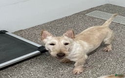 Scottish Terrier dogs for sale: Boris - Image 12