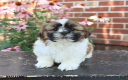 Shih Tzu dogs for sale: Dexter - Image 1