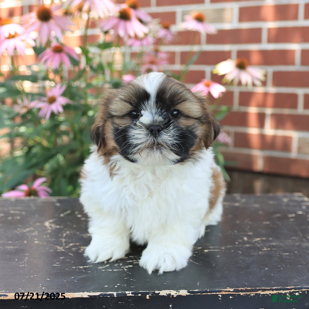 Shih Tzu dogs for sale: Dexter - Image 1