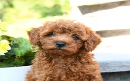 Miniature Poodle dogs for sale: Elmer - Image 4