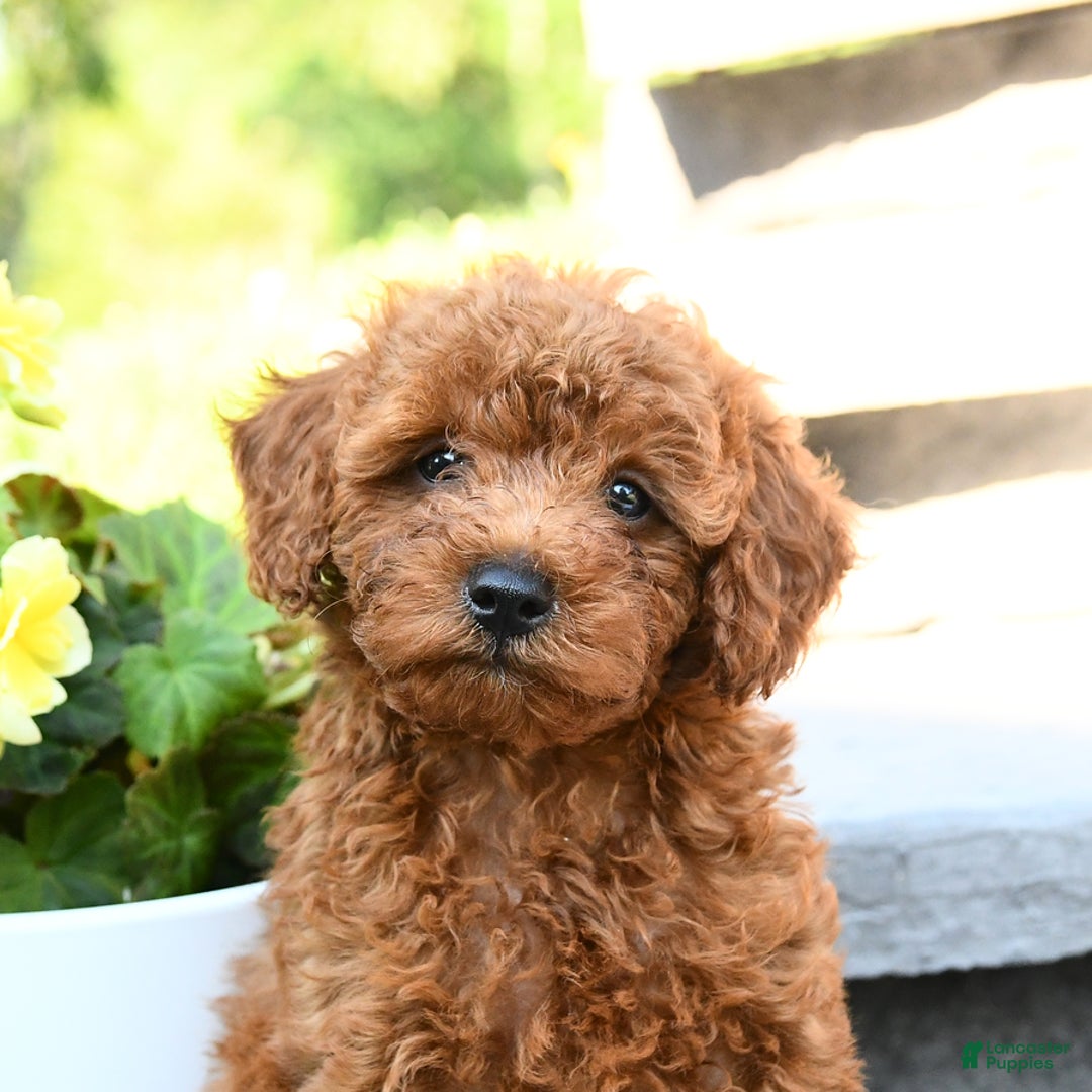 Miniature Poodle dogs for sale: Elmer - Image 4