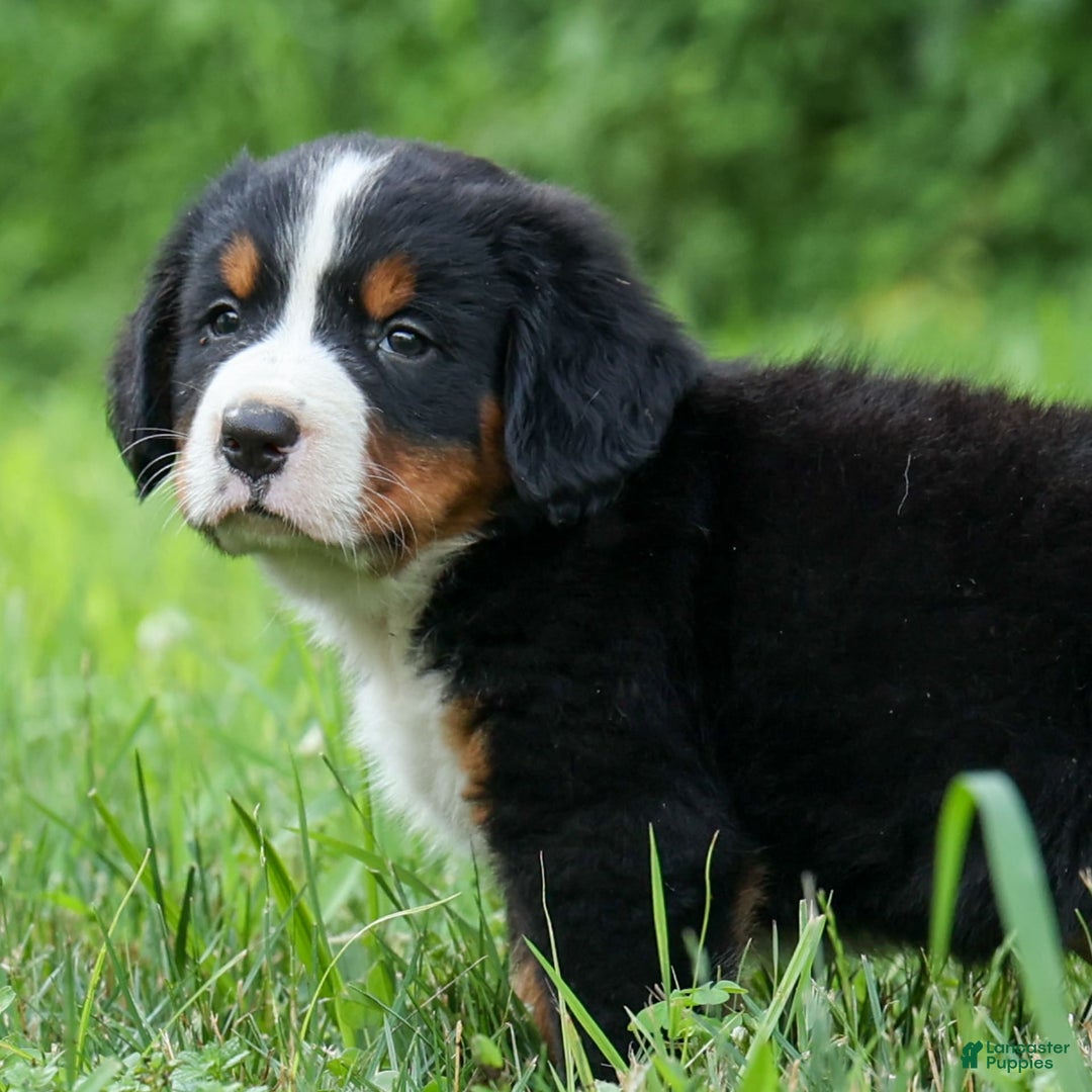 Bernese Mountain Dog dogs for sale: Snoopy - Image 27
