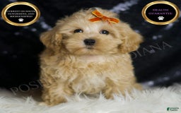 Maltipoo dogs for sale: Scotch - Image 4