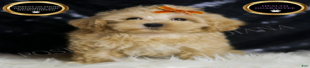 Scotch