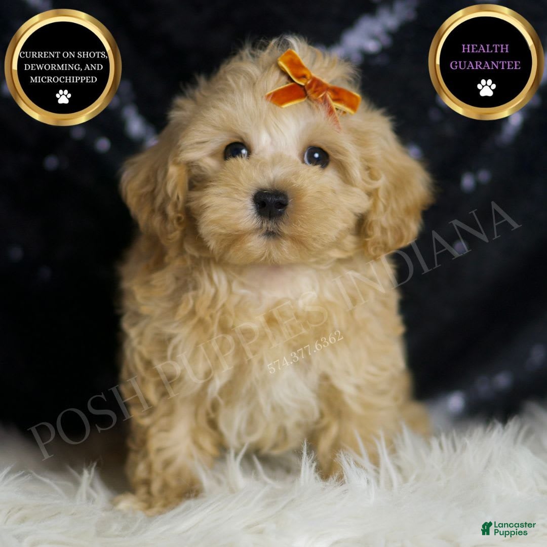 Maltipoo dogs for sale: Scotch - Image 4