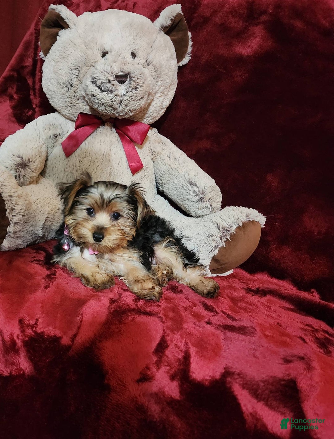 Yorkshire Terrier dogs for sale: BONBON - Image 9