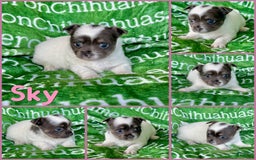 Chihuahua dogs for sale: Blue Sky Long Coat - Image 15