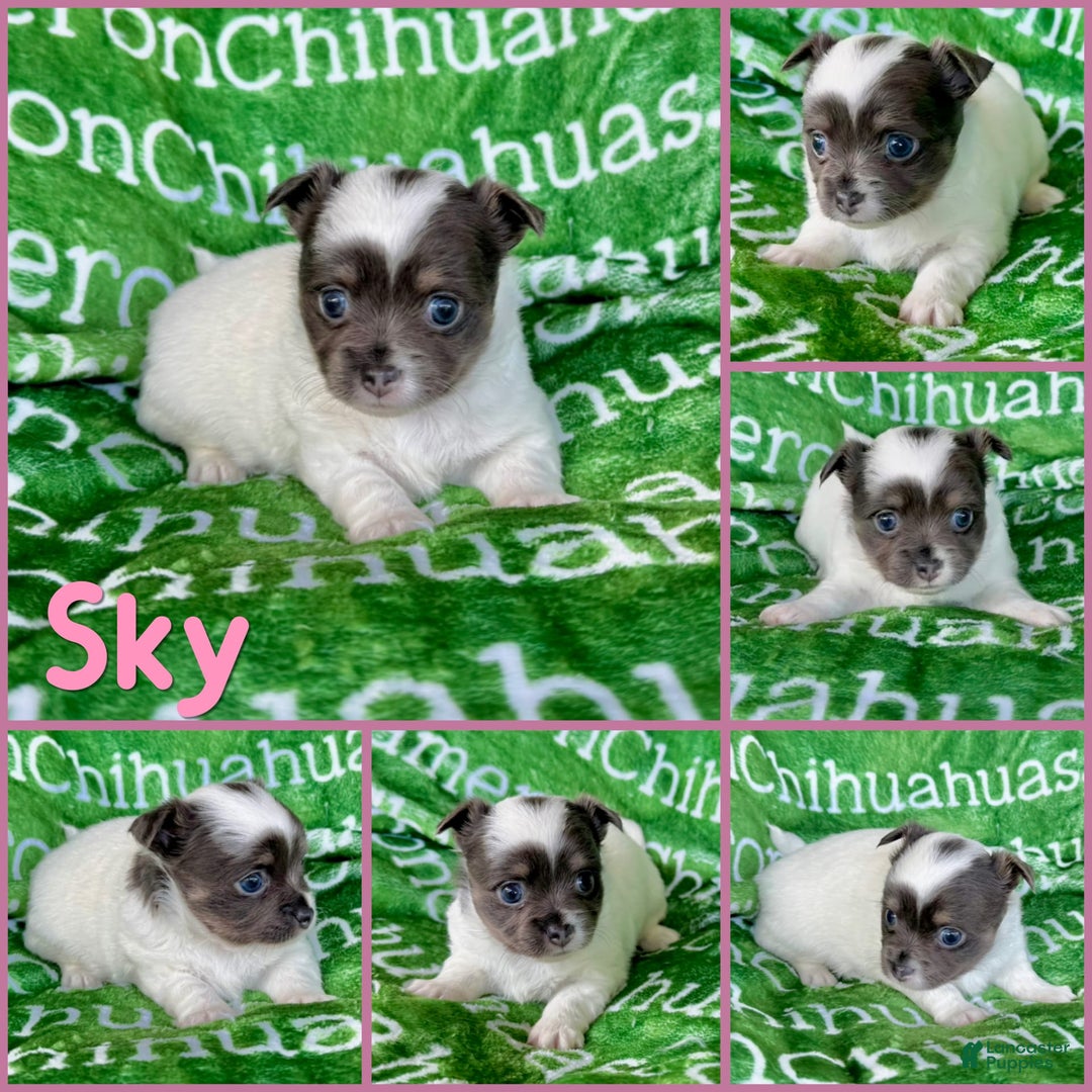 Chihuahua dogs for sale: Blue Sky Long Coat - Image 15