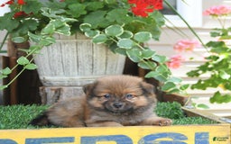 Pomeranian dogs for sale: Fred - Image 4