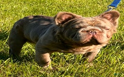 French Bulldog dogs for sale: Romeo - Image 4
