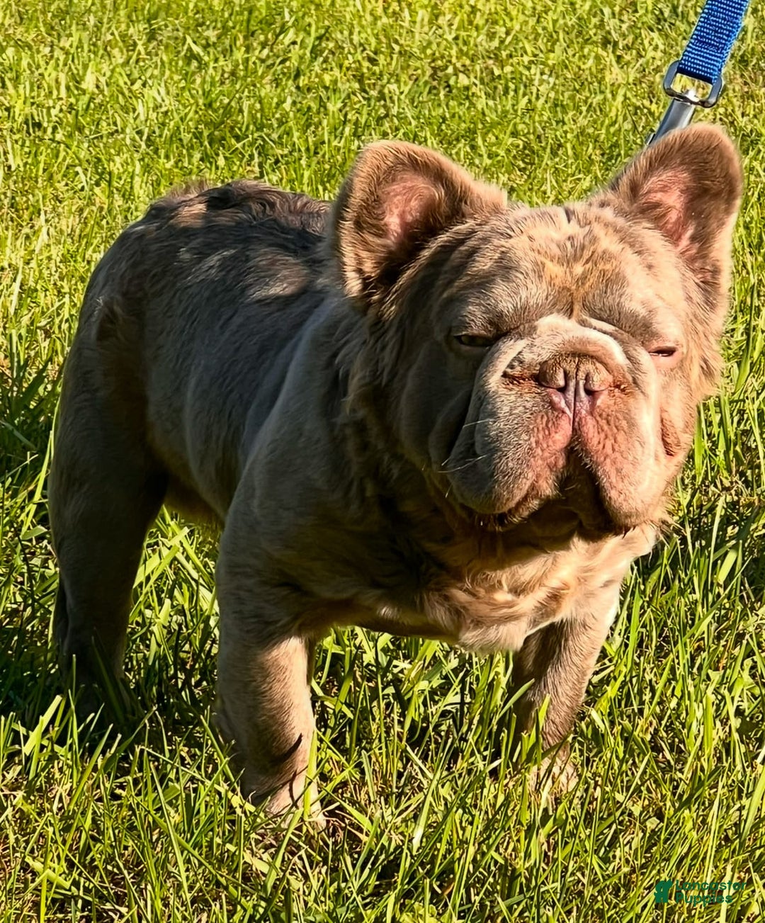 French Bulldog dogs for sale: Romeo - Image 4