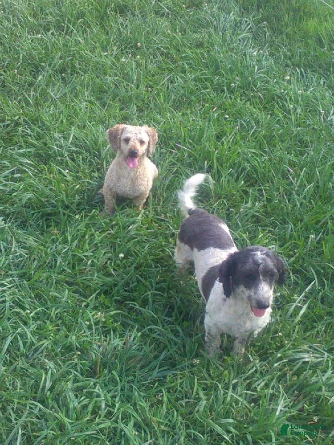 Mini Goldendoodle dogs for sale: Tyler - Image 6