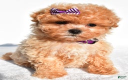 Maltipoo dogs for sale: Maltipoo 2 puppies - Image 3