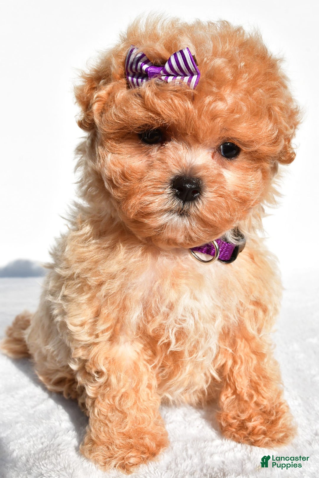 Maltipoo dogs for sale: Maltipoo 2 puppies - Image 3