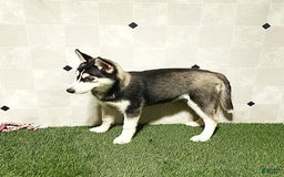 Siberian Husky dogs for sale: Laurie - Image 5