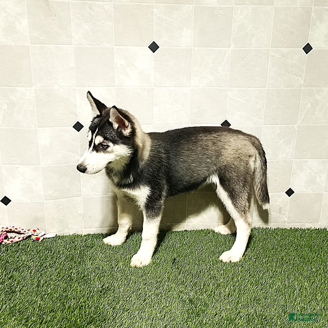 Siberian Husky dogs for sale: Laurie - Image 5